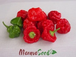 Chilli Jamaican Rosso