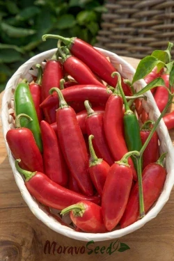 Chilli Jalapeno Red 2ks v květináči