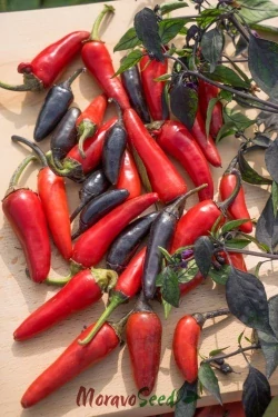 Chilli Atzeco po 2ks v květináči