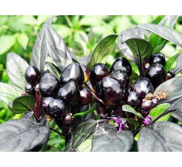 Chilli Black Pearl