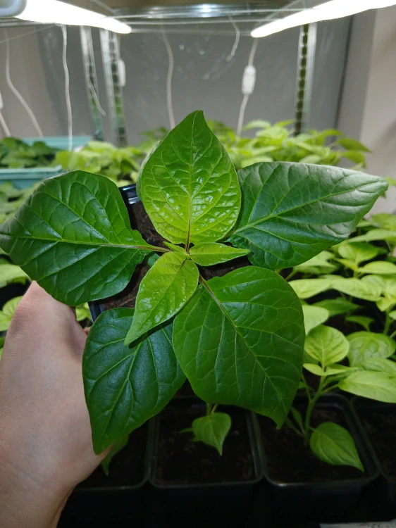 Chilli Big Black Mama