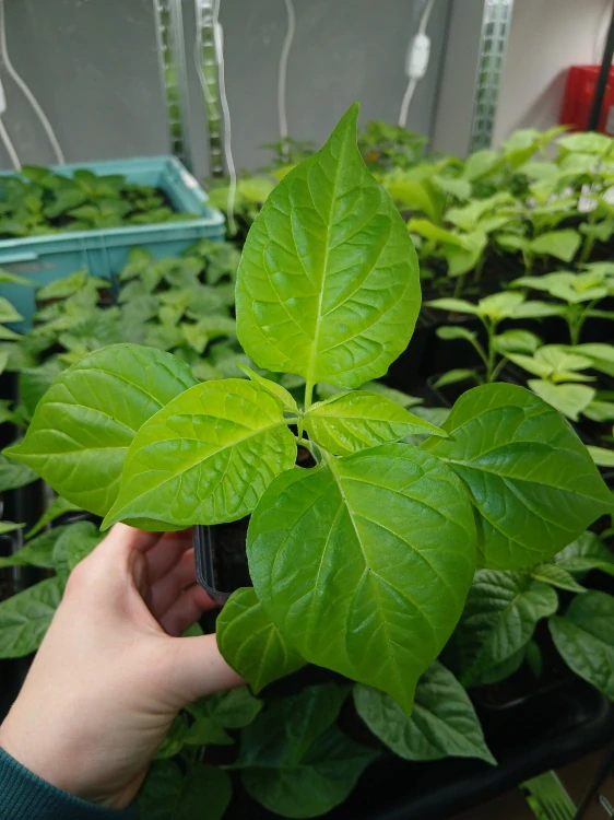 Chilli Habanero Neon