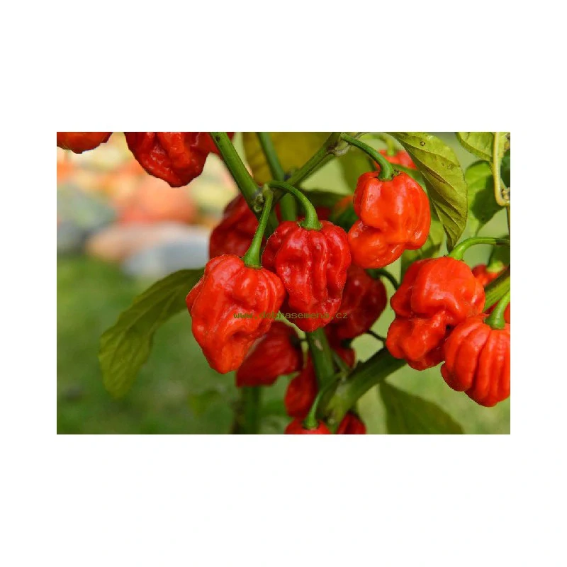 Chilli Trinidad Scorpion