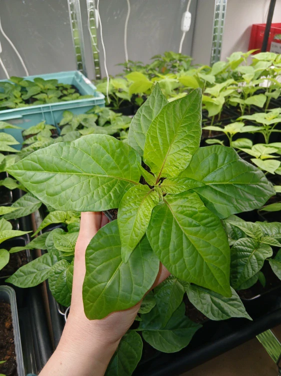 Chilli Bhut Jolokia Red