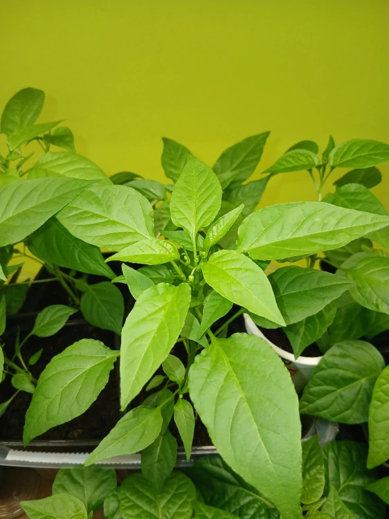 Chilli Tabasco