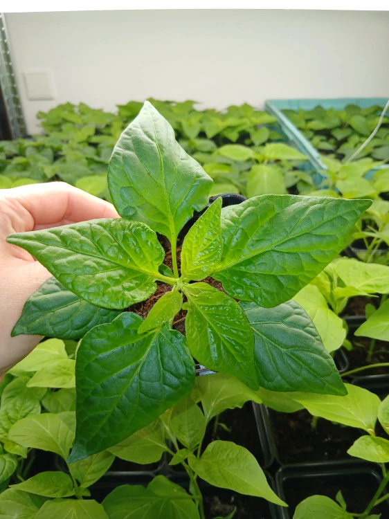 Chilli Bhut Jolokia Chocolate