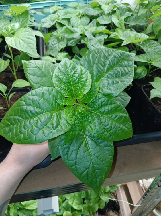 Chilli Maraba Orange