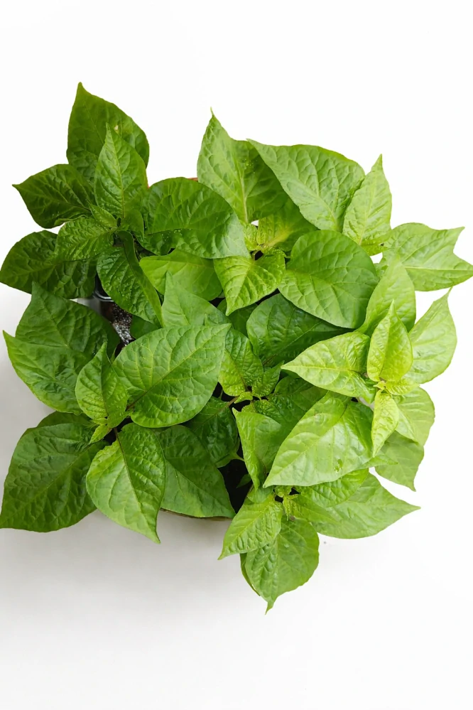 Chilli Fatalii White