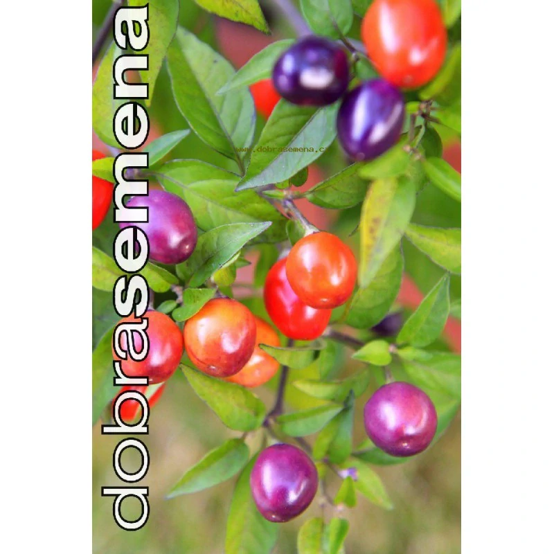 Chilli Filius Blue