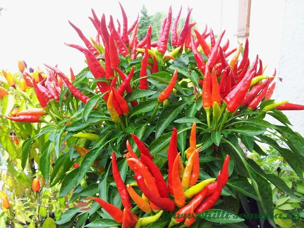Chilli Chilly