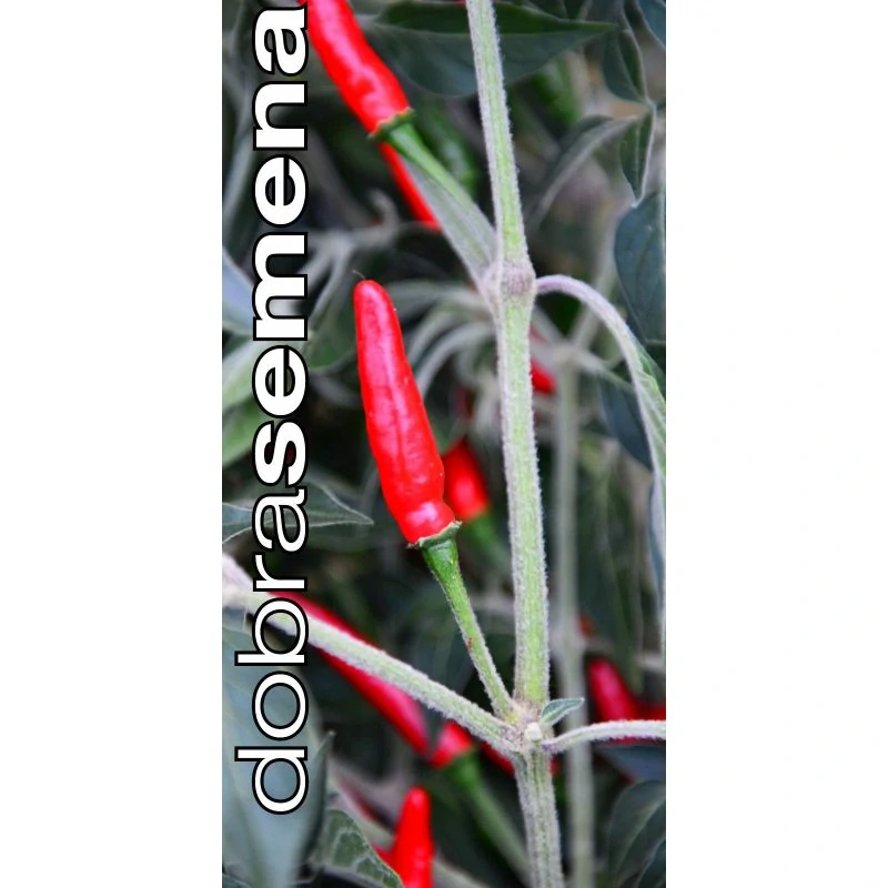 Chilli Goats Weed