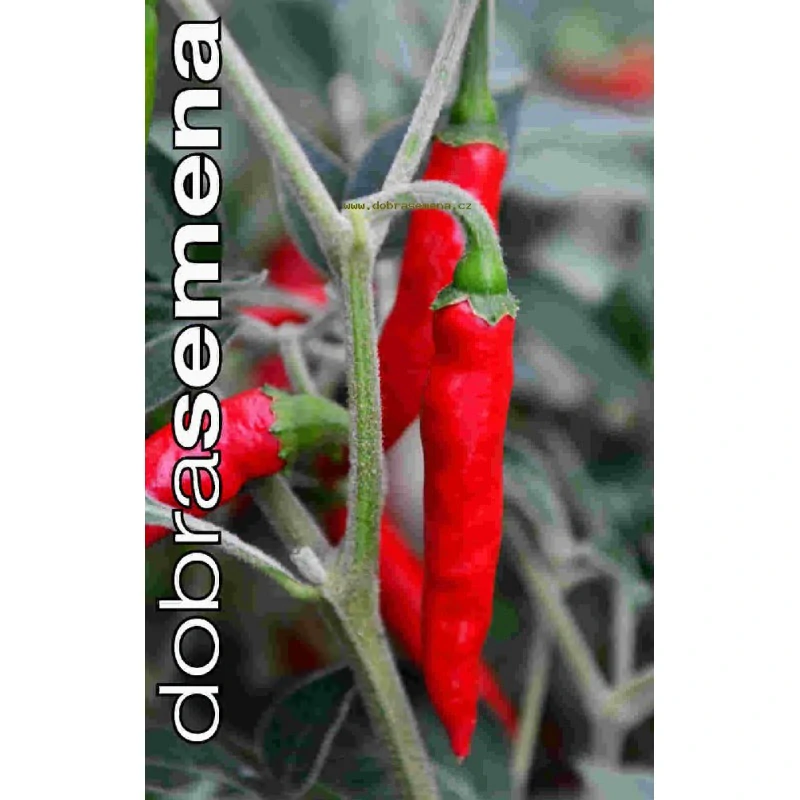 Chilli Black Cobra