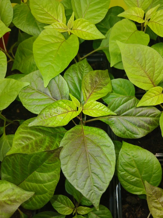 Chilli Pimenta Pink Tiger
