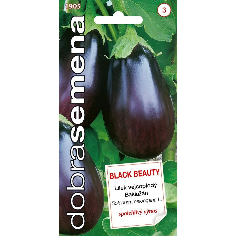 Lilek Black Beauty 2ks v květináči