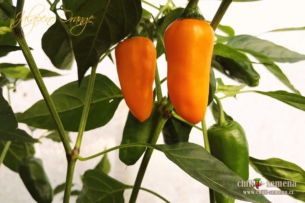 Chilli Jalapeno Orange po 2ks v květináči