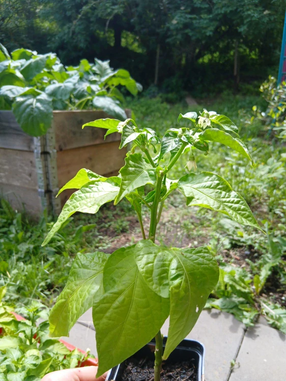 Mystery box 5ks chilli - kvetoucí chilli, které zvládnou ještě letos plodit