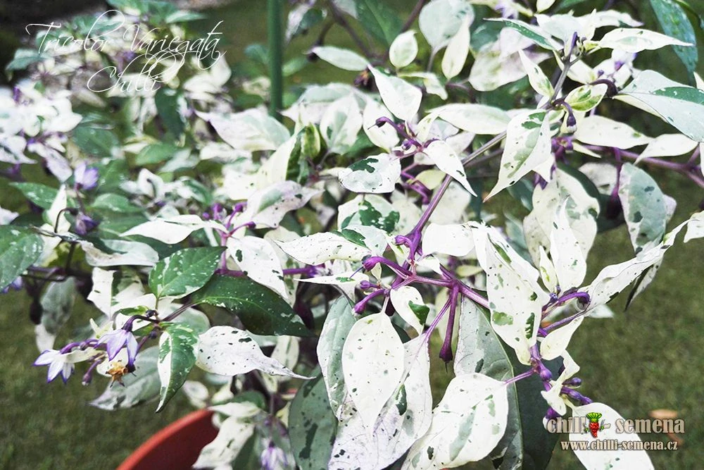 Chilli Tricolor Variegata