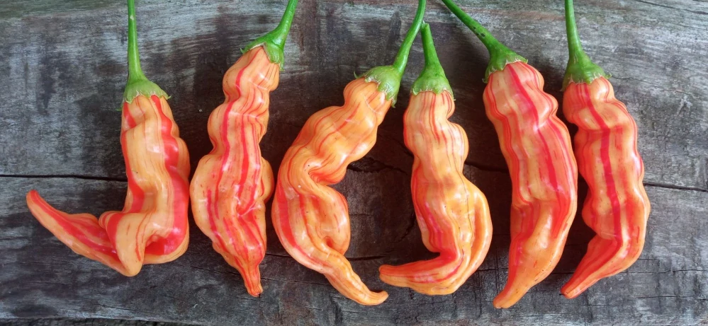 Chilli Sugar Rush Stripey