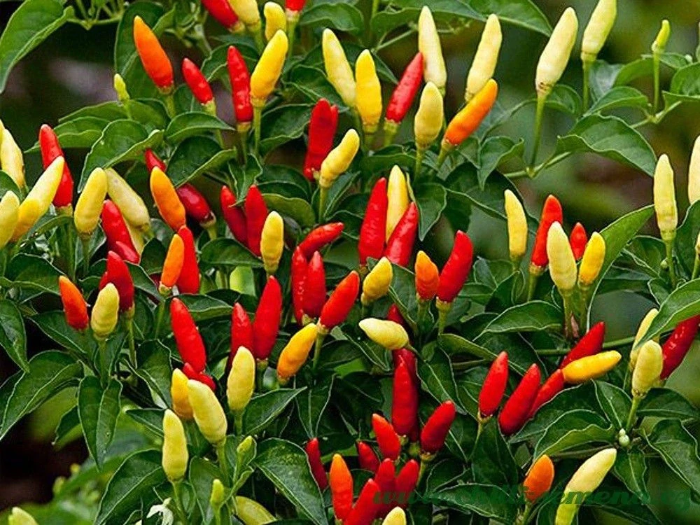 Chilli Tabasco