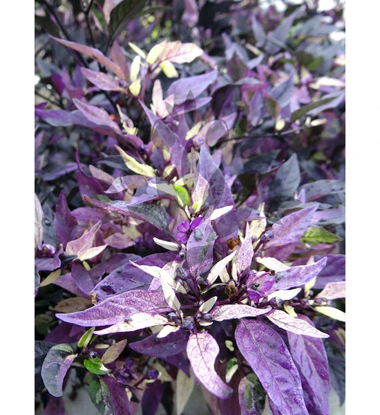 Chilli Purple Flash