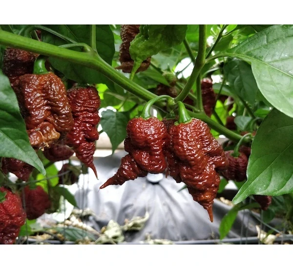 Chilli Big Black Mama