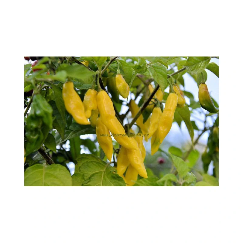 Chilli Habanero Neon