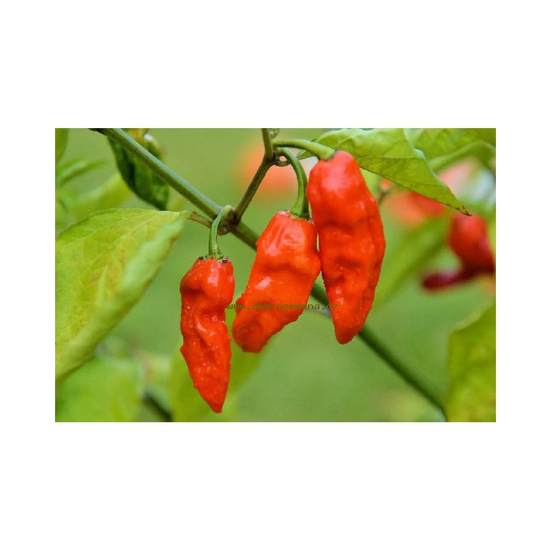 Chilli Bhut Jolokia Red