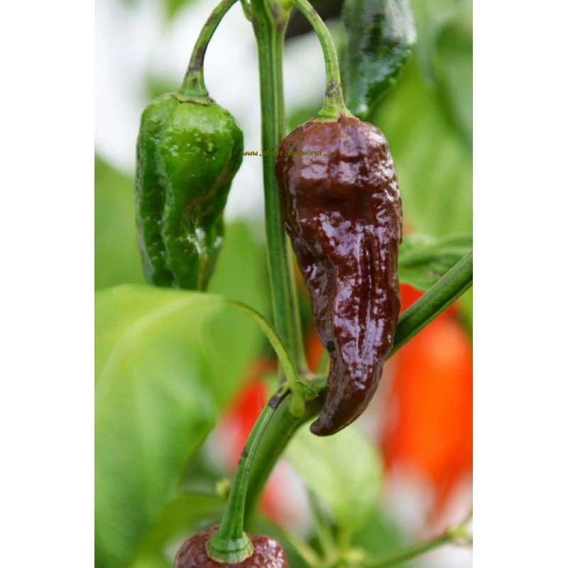 Chilli Bhut Jolokia Chocolate