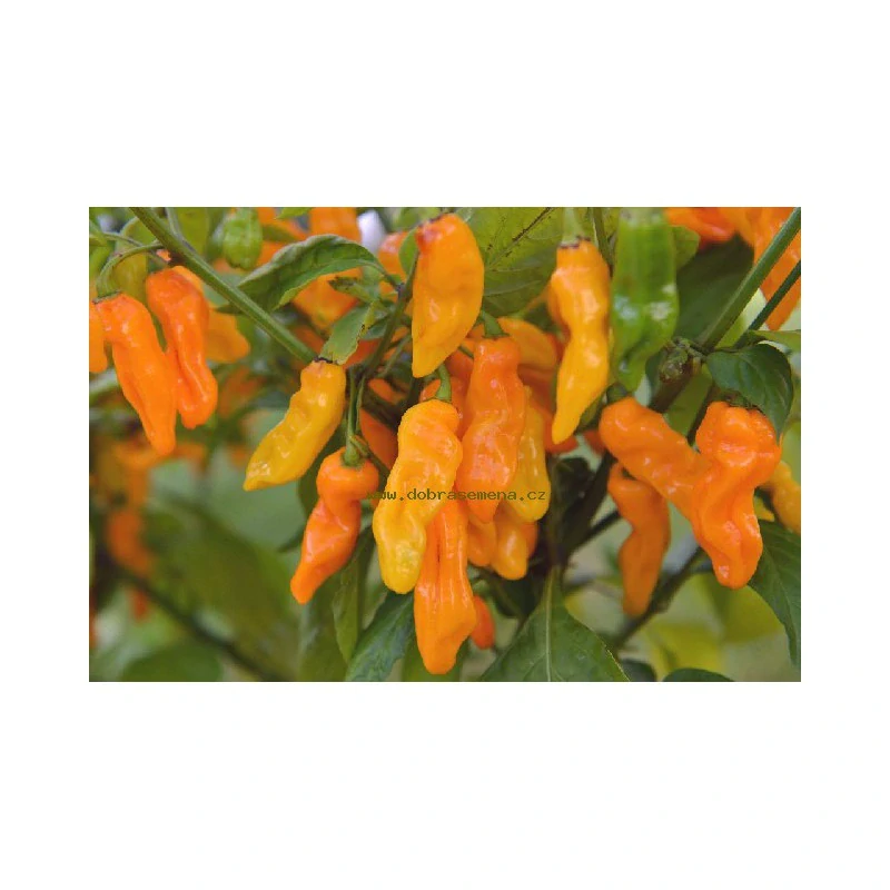 Chilli Maraba Orange