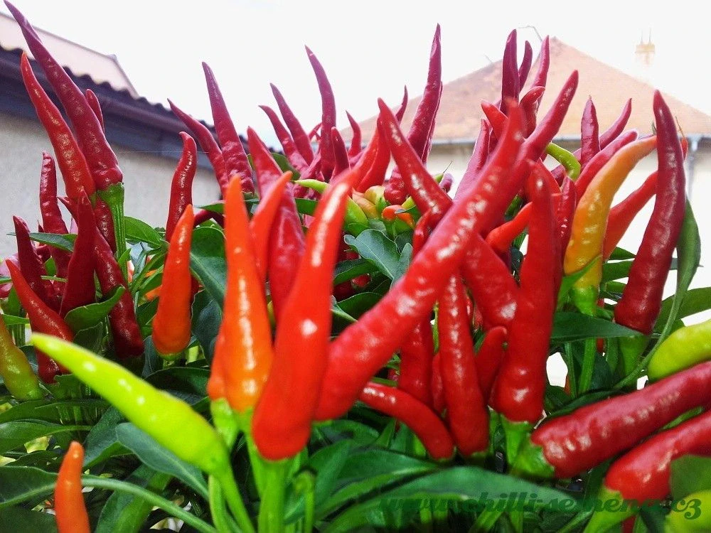 Chilli Chilly