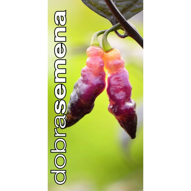 Chilli Pink Tiger