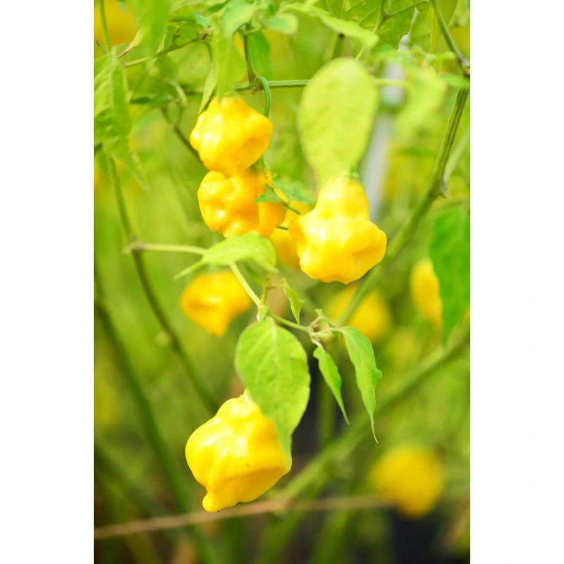 Chilli Aji Fantasy