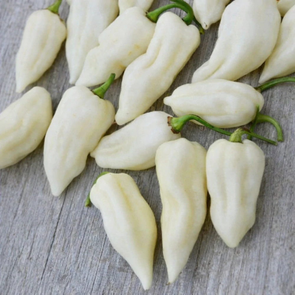 Chilli Fatalii White