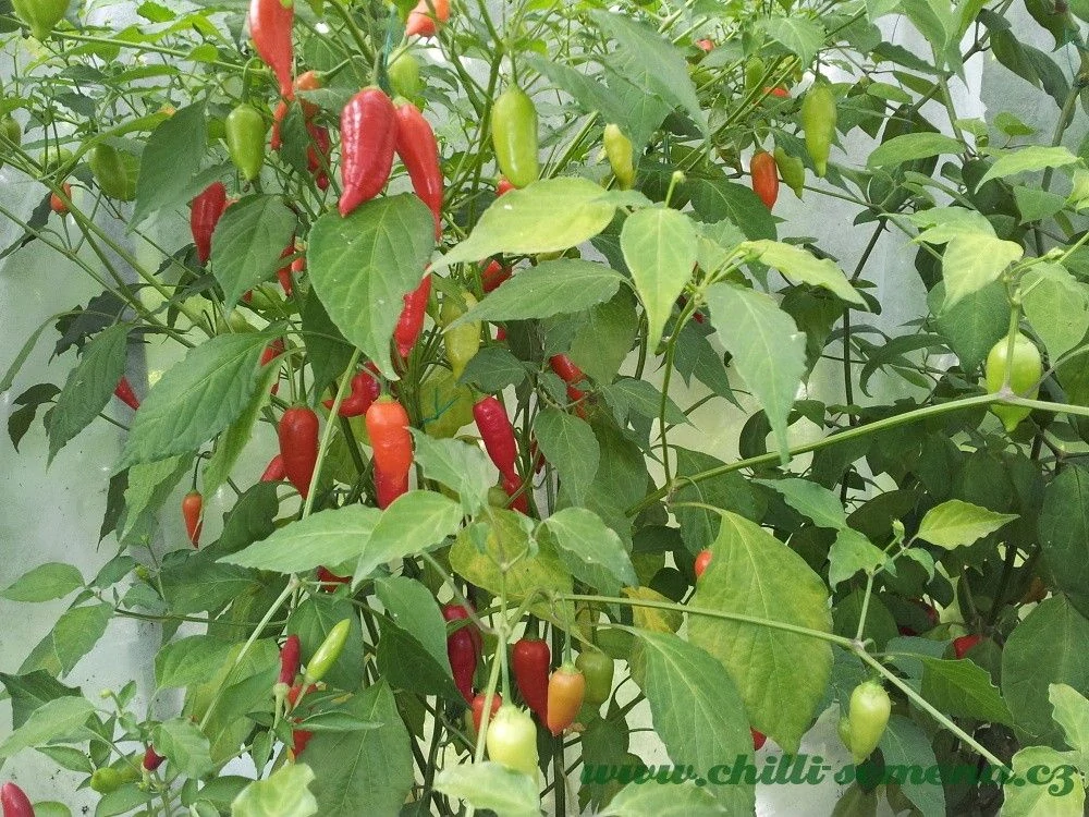 Chilli Aji Benito
