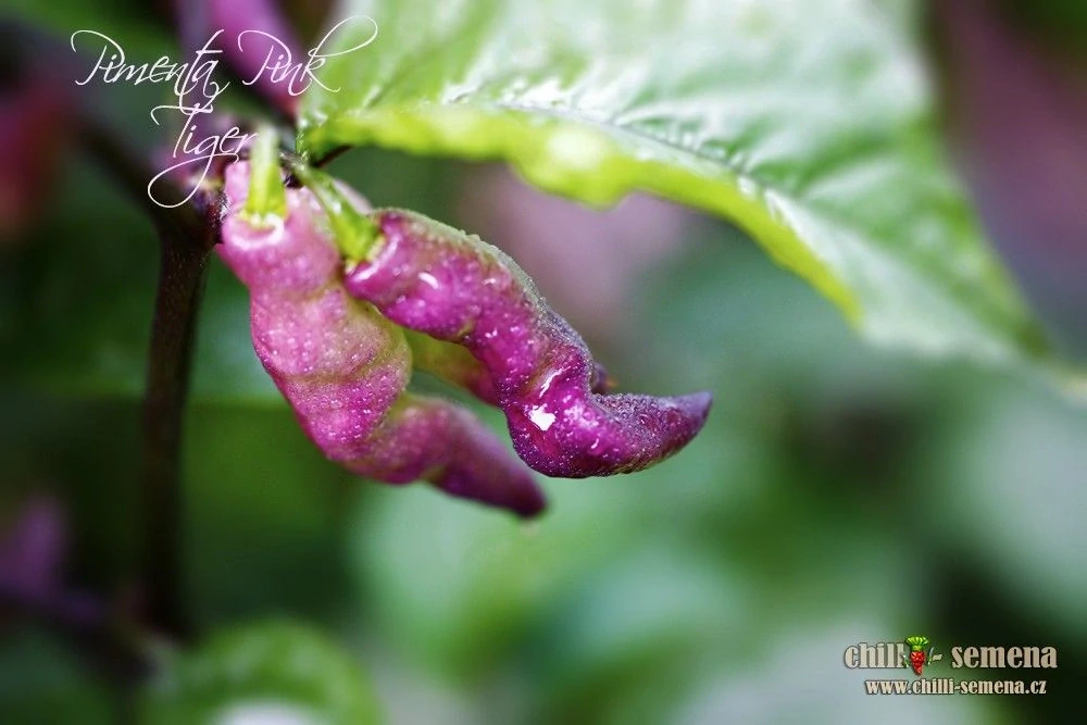 Chilli Pimenta Pink Tiger