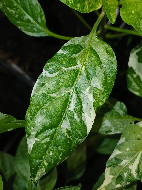 Chilli Uchu Cream