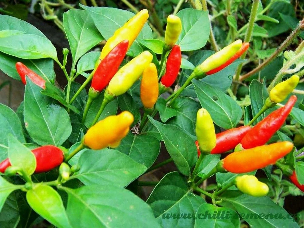 Chilli Tabasco