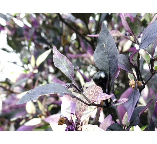 Chilli Purple Flash