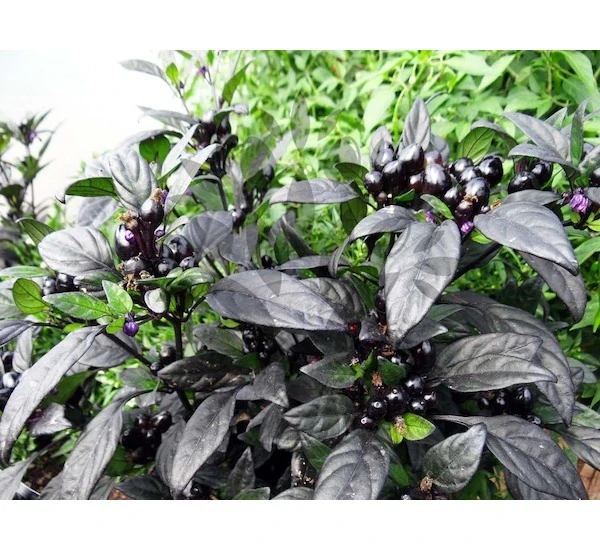 Chilli Black Pearl