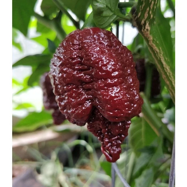 Chilli Big Black Mama