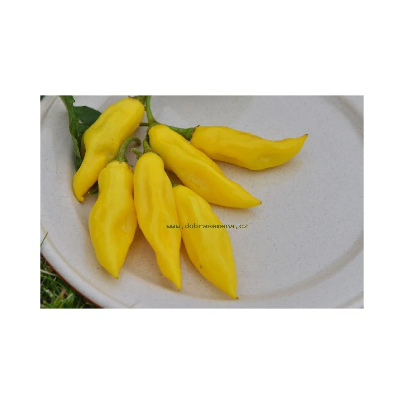 Chilli Habanero Neon
