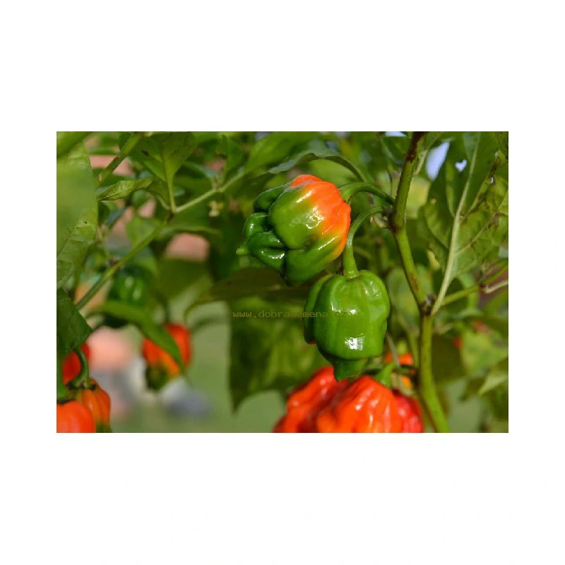 Chilli Trinidad Scorpion
