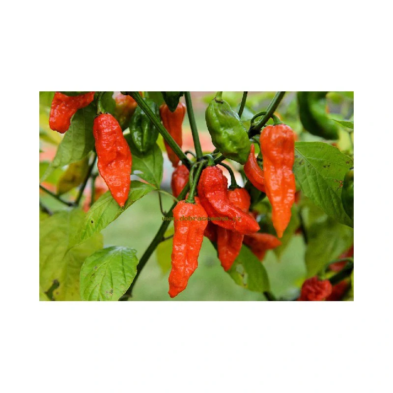 Chilli Bhut Jolokia Red