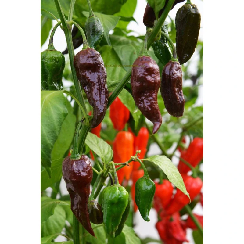Chilli Bhut Jolokia Chocolate