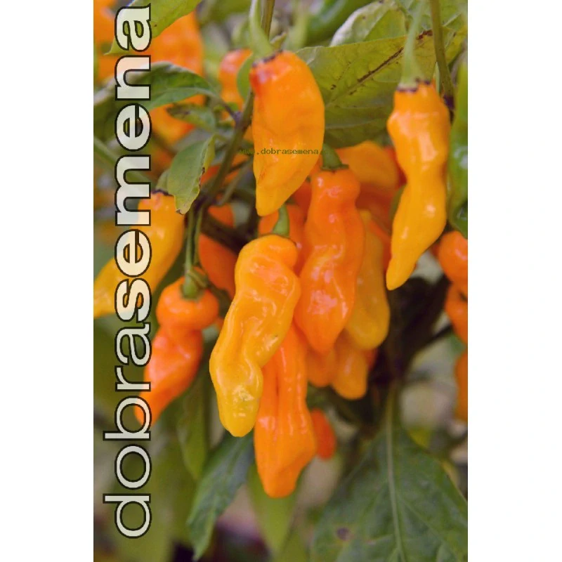 Chilli Maraba Orange