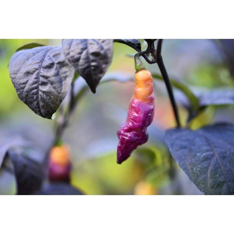 Chilli Pink Tiger