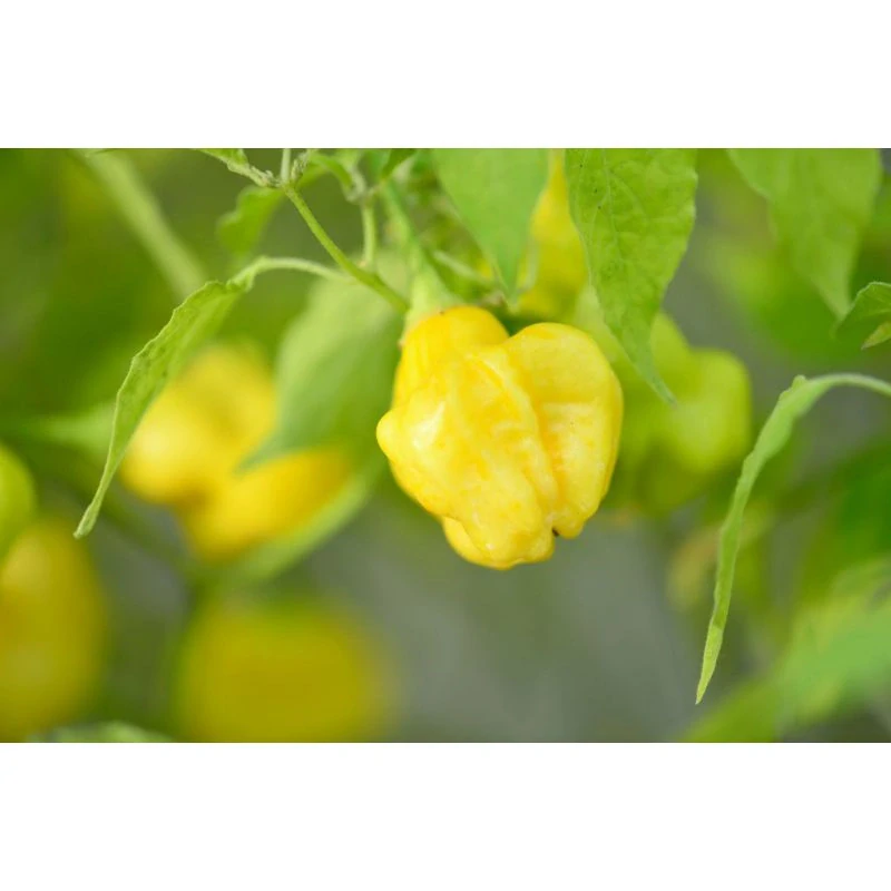 Chilli Aji Fantasy