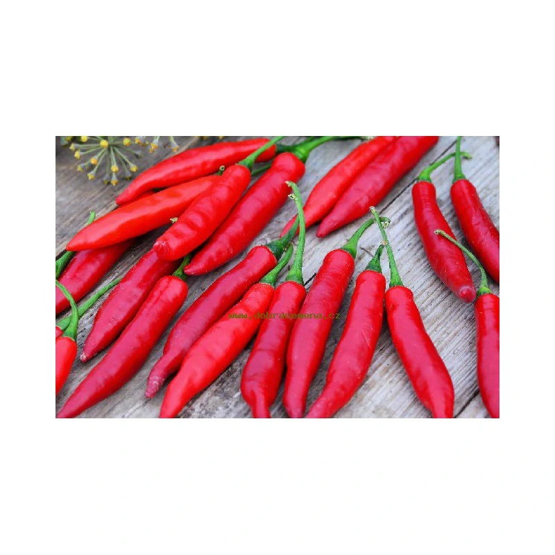 Chilli De Cayenne 2ks v květináči
