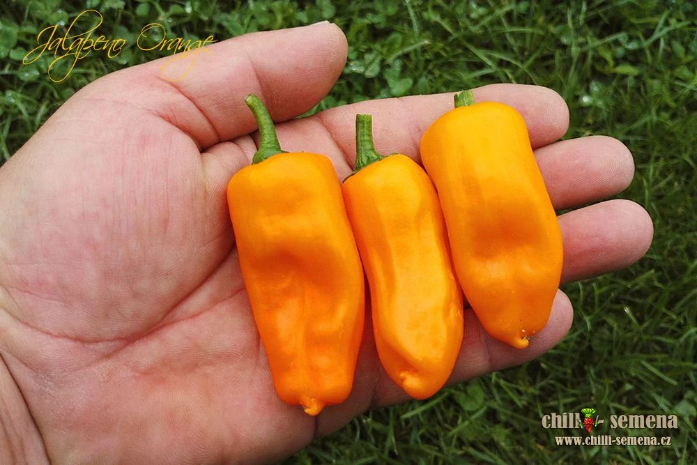 Chilli Jalapeno Orange po 2ks v květináči