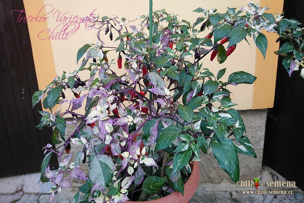 Chilli Tricolor Variegata